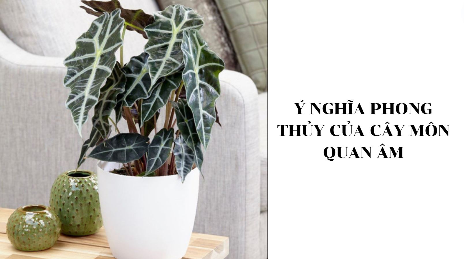 &Yacute; nghĩa phong thủy của C&acirc;y M&ocirc;n Quan &Acirc;m